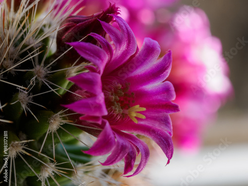 Flowering mammillaria, a cactus plant at springtime