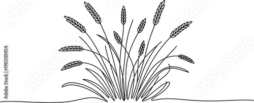 Minimalist wheat plant line art featuring grain stalks growing in field in simple botanical outline style for natural agriculture illustration
