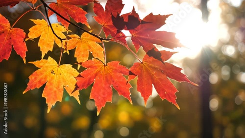 Wallpaper Mural Autumn leaves in sunlight for commercial backgrounds, digital design, and advertising Torontodigital.ca