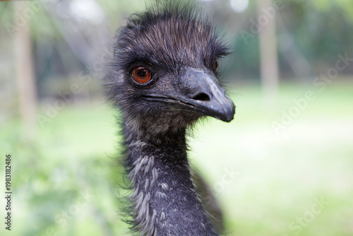 A close-up of an emu’s head showing its dark eyes, long beak, and coarse feathers, with a softly blurred green outdoor background.