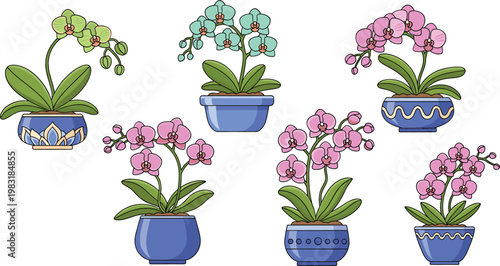 Orchid flowers in decorative pots vector set with blooming houseplants colorful indoor floral illustration collection design