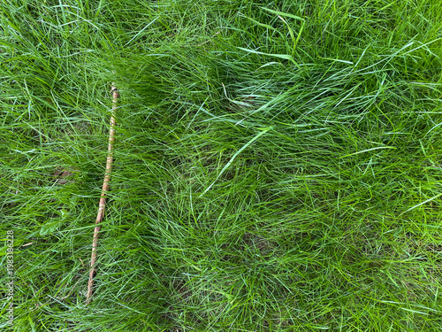 Tableau sur toile A stick lies on the green grass in the yard during the day in the summer season,