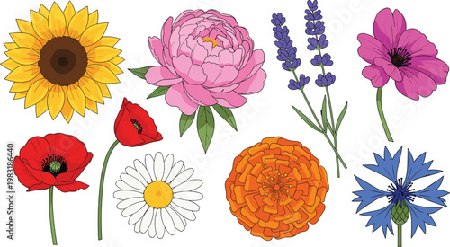 Colorful Flower Vector Set with Sunflower, Poppy, Lavender, Daisy, and Peony for Spring, Garden, and Floral Designs
