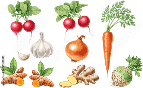 Root Vegetables Icon Set Featuring Radishes, Garlic, Onion, Carrot, and Ginger for Organic and Healthy Food Designs