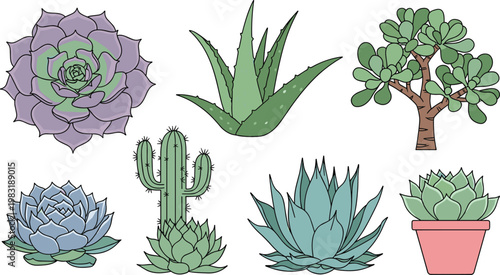 Succulent and Cactus Plants Vector Set with Aloe Vera, Echeveria, Cactus, and Potted Plants for Garden, Home Decor, and Botanical Designs