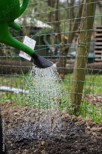 Watering young plant with green watering can in garden, sustainable gardening, eco friendly watering, plant care, growth and nature concept, outdoor close up