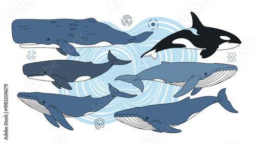 Diverse collection of whale species including the humpback and orca swimming together in deep blue ocean water.