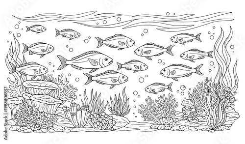 Marine Life Line Art Vector Fish School Coral Reef Seaweed Bubbles Black and White Nautical Illustration Set