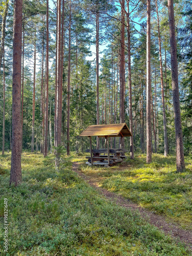 Small wooden rest gazebo along hiking trail in pine forest on sunny day, outdoor recreation and nature