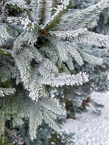 Close up of spruce branches in winter completely covered with white frost crystals, seasonal nature and cold weather