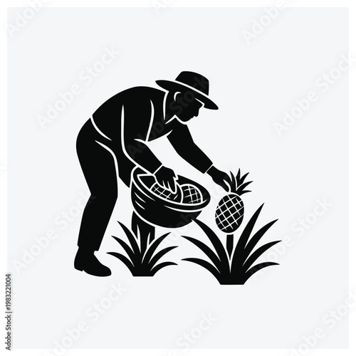 Silhouette of farmer harvesting pineapples into a basket.