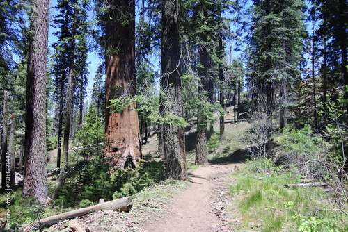 Unterwegs auf dem North Grove Loop im Sequoia Nationalpark