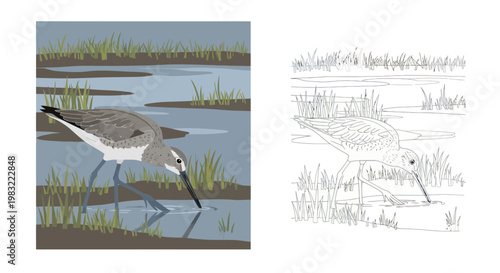 Willet Bird Foraging in Wetlands, Illustration