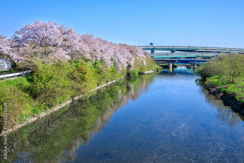 Fototapeta premium 清須市、五条川の桜並木