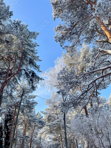 Low angle view looking up at pine trees covered with white frost on sunny winter day with blue sky, seasonal nature and cold weather