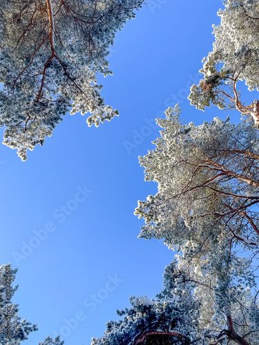 Low angle view looking up at pine trees covered with white frost on sunny winter day with blue sky, seasonal nature and cold weather
