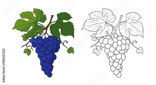 Blue Grapes Bunch with Leaves and Outline Drawing