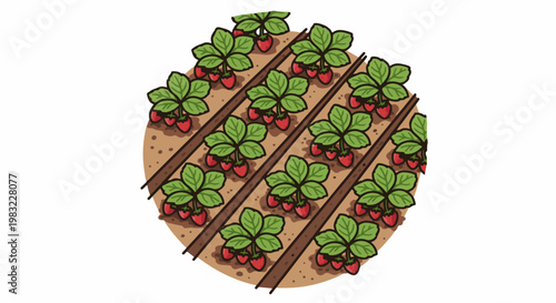 Rows of lush green strawberry plants bearing ripe red fruit in a circular garden