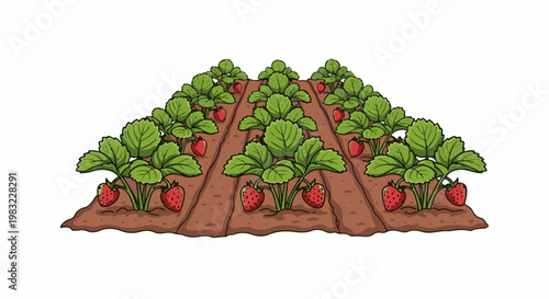 Rows of strawberry plants with ripe red fruit growing in brown soil