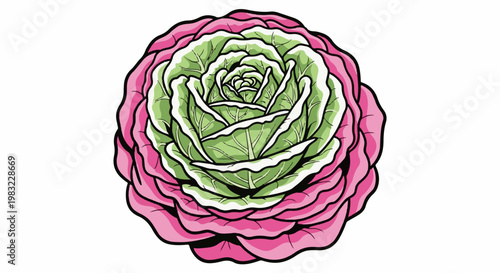 A top-down illustration of a decorative cabbage with pink outer leaves and green inner leaves