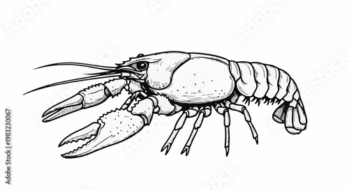 Detailed sketch of a crustacean with prominent claws and segmented tail