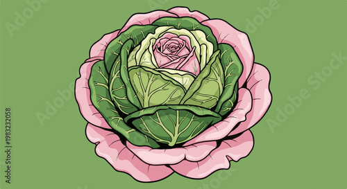 A stylized illustration of a cabbage with pink outer leaves and green inner leaves