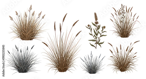 Collection of Wild Grasses and Seed Heads Isolated on White Background