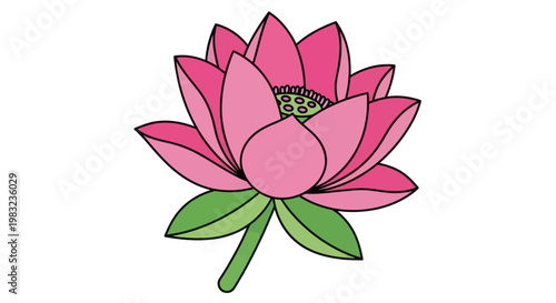 Pink Lotus Flower Illustration