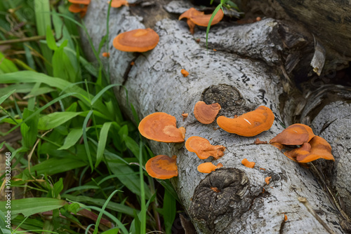 Orange Bracket Fungus Growing on Fallen Tree Trunk in Forest Nature Close Up