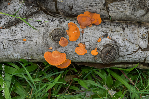 Orange Bracket Fungus Growing on Fallen Tree Trunk in Forest Nature Close Up