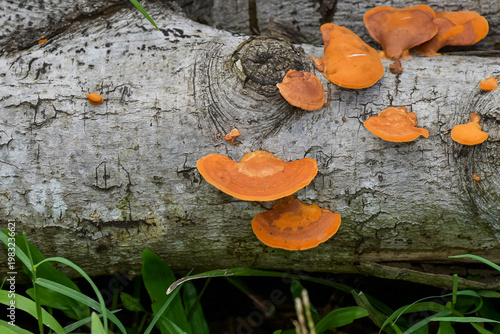 Orange Bracket Fungus Growing on Fallen Tree Trunk in Forest Nature Close Up