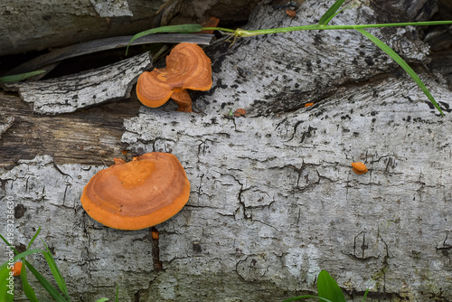 Orange Bracket Fungus Growing on Fallen Tree Trunk in Forest Nature Close Up