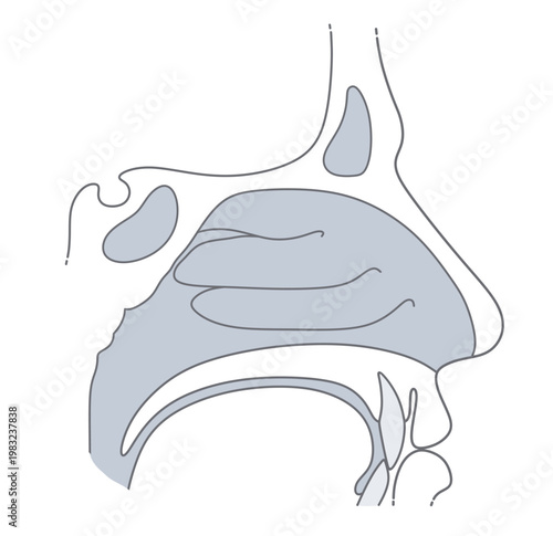 Human nasal cavity anatomy vector illustration. Sagittal view of the nose showing nasal conchae and respiratory tract structure in gray and outline styles. ENT Series.