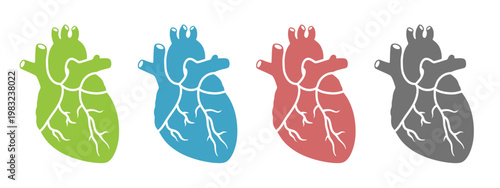 Decorative vector anatomic hearts in four colors. Medical design elements. 