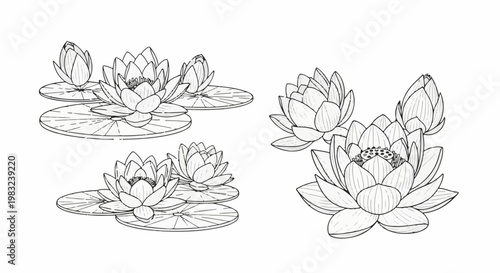 Black and white line drawing of water lilies and lily pads