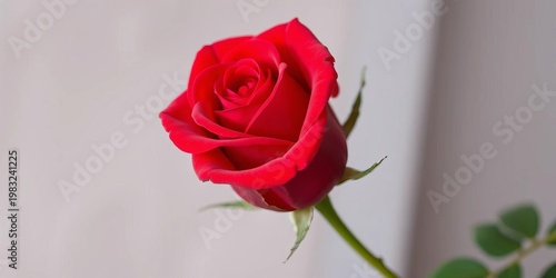 Close-up of a single vibrant red rose in full bloom, its velvety petals unfurling beautifully against a soft background,  vivid,  natural beauty