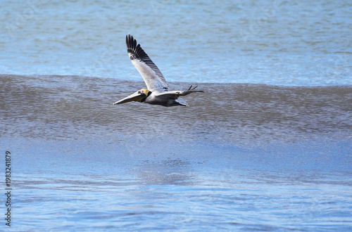 фотографія pelecanus