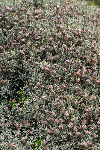 cushion bush (Leucophyta brownii)
