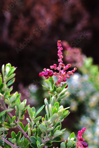 Seaberry Saltbush (Chenopodium candolleanum)