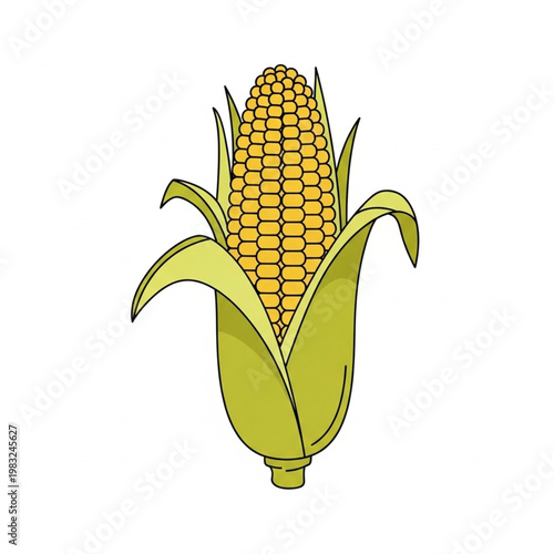 Illustration of Corn on the Cob.