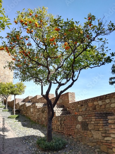 Mandarin tree in Alcazaba fortress, Malaga, Spain