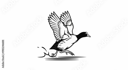 Black and white illustration of a bird taking flight from water