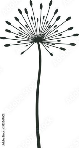 Dandelion seed head with seeds ready for dispersal, a symbolic element for growth