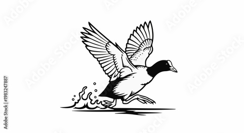 Black and white illustration of a coot running across water