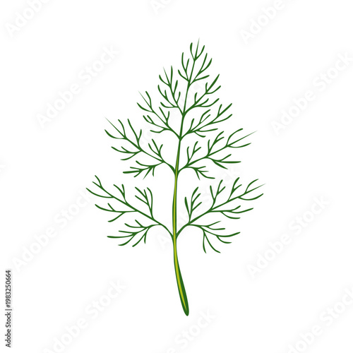 Dill herb sprig with delicate green fronds detailed botanical illustration isolated on white