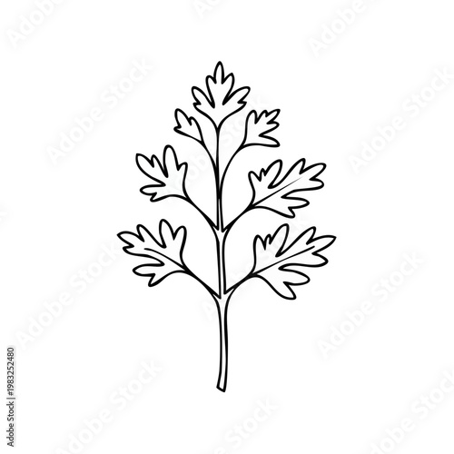 Hand drawn botanical illustration of a parsley herb sprig with intricate leaves in outline style
