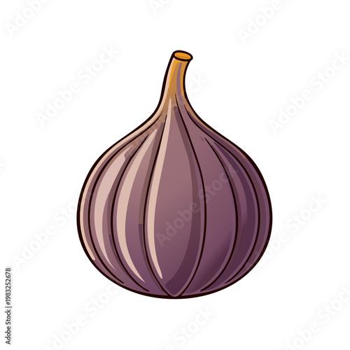 Ripe purple fig fruit illustration healthy organic food ingredient