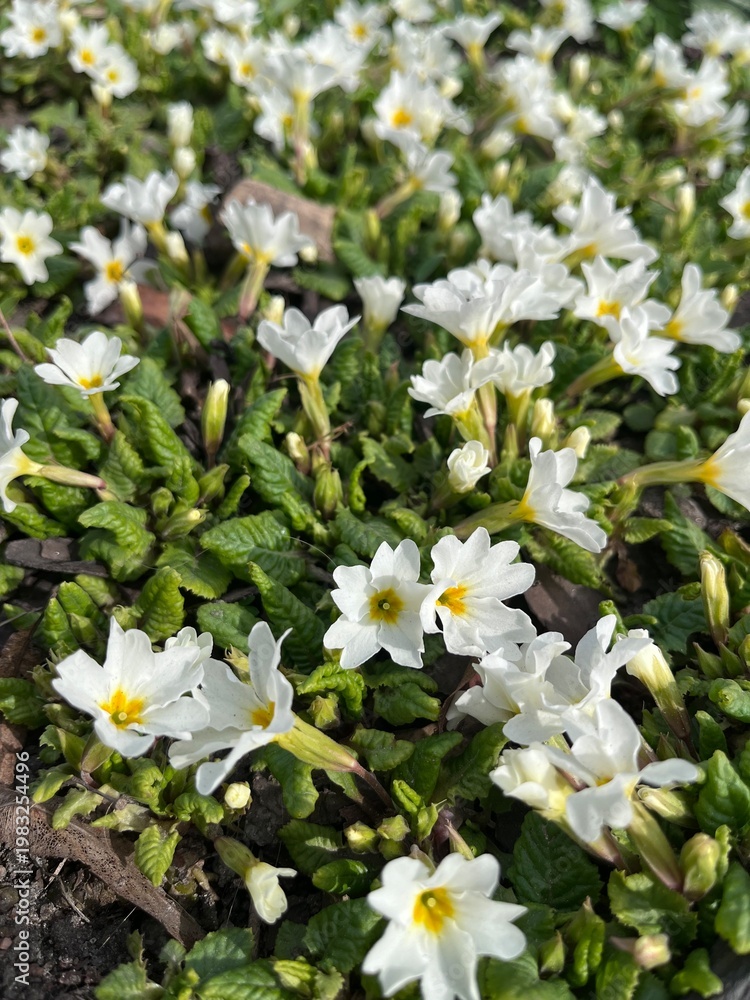 Obraz premium Blooming white Primula acaulis alba .Primroses.Blooming wild flowers in the meadow.Natural spring background
