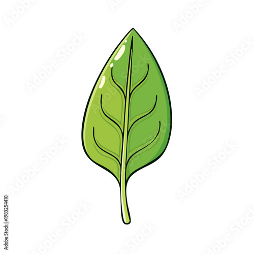 Stylized bright green spinach leaf with visible veins and stem isolated on white