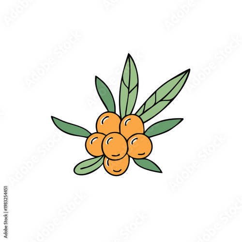 Hand Drawn Illustration of a Sea Buckthorn Branch with Orange Berries and Green Leaves